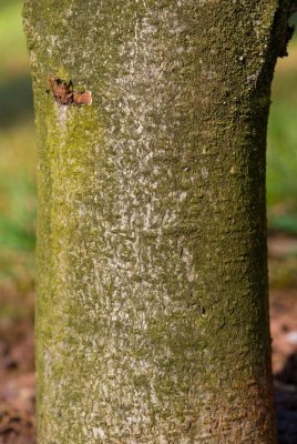 Aesculus hippocastenum 'Laciniata' - jírovec koňský (maďal) - kůra